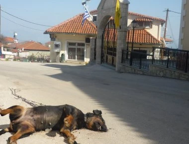Δήμαρχος στη Φθιώτιδα διώκεται γιατί έβαζε «φόλες» στα σκυλιά!